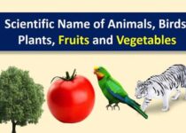 Scientific-name-animal-birds-plants-