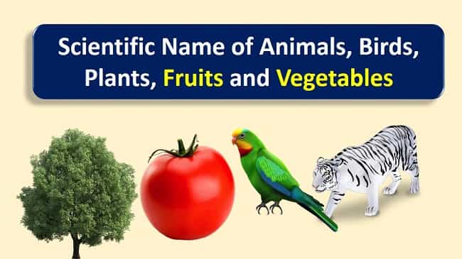 Scientific Name of Animals, Birds, Fruit, Plants & Vegetables PDF
